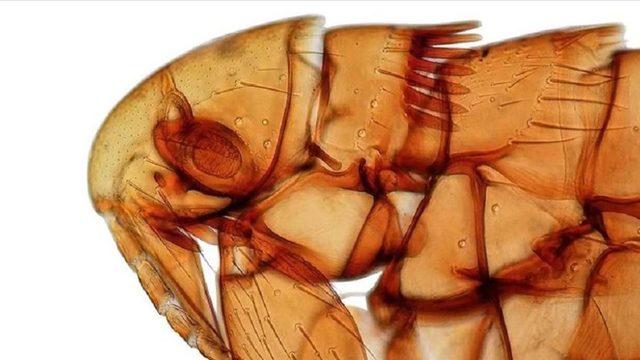 Türkiye'de keşfetti, kızlarının adını verdi!