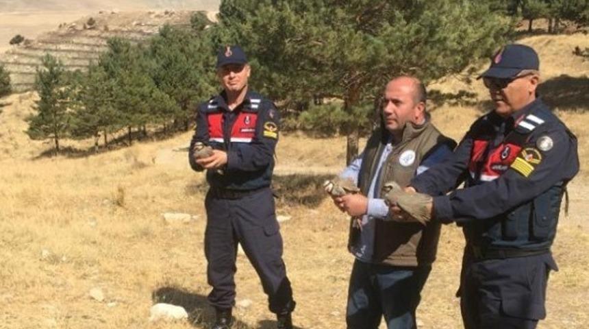 Kınalı Keklikler artık özgür