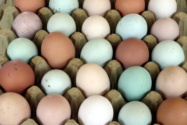 Yeşil renkli yumurta üretimi ile taleplere yetişemiyor