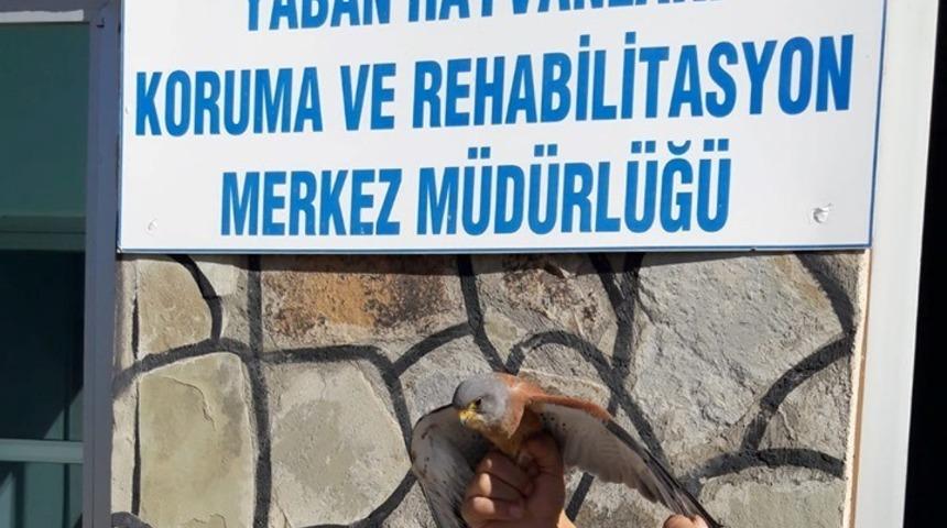 Yaralı Kerkenez tedavi altına alındı