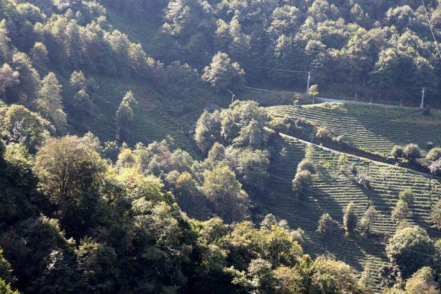 Karadeniz’de orman varlığı yok olan arazilerde sel ve heyelanlar artıyor