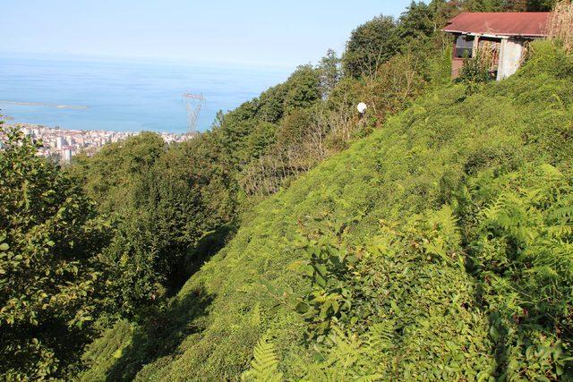 Karadeniz’de orman varlığı yok olan arazilerde sel ve heyelanlar artıyor