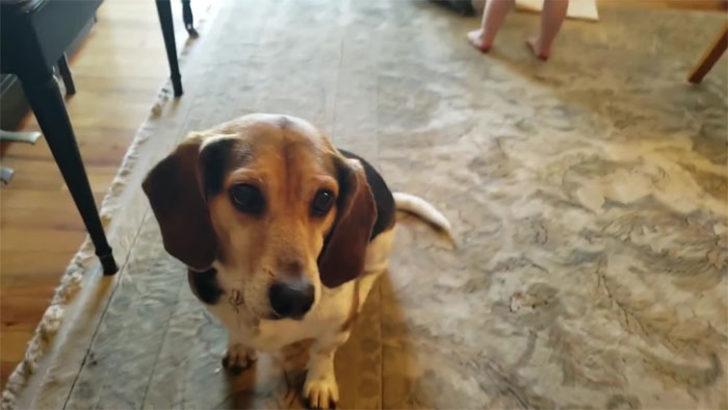 Piyano çalan köpek ve dans eden minik kız interneti salladı! G3