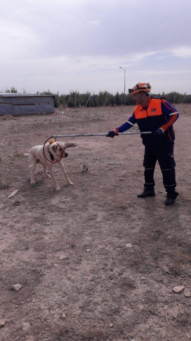 Boğazına ip dolanan ve saldırganlaşan köpek AFAD ekiplerince kurtarıldı