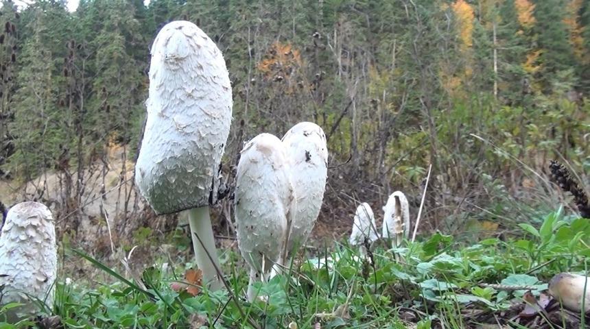 Sinop&rsquo;ta mantar toplama zamanı