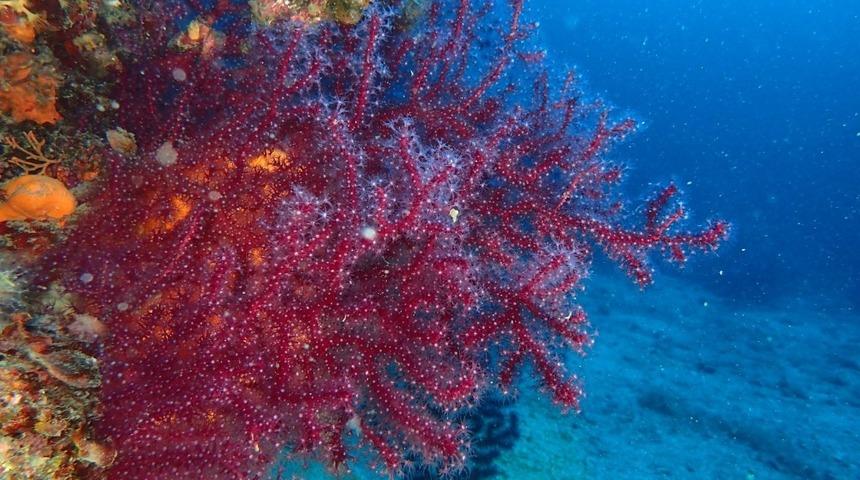 Kırmızı Mercanlar i&ccedil;in proje