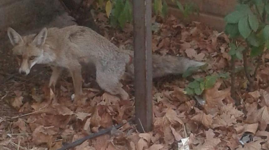 Şehre inen tilki doğaya bırakıldı