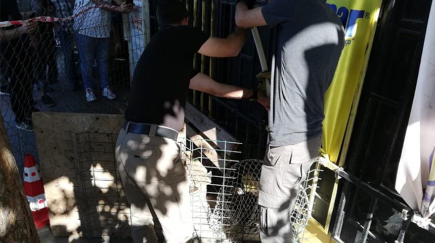 Kırklareli'nde su maymunu bulundu