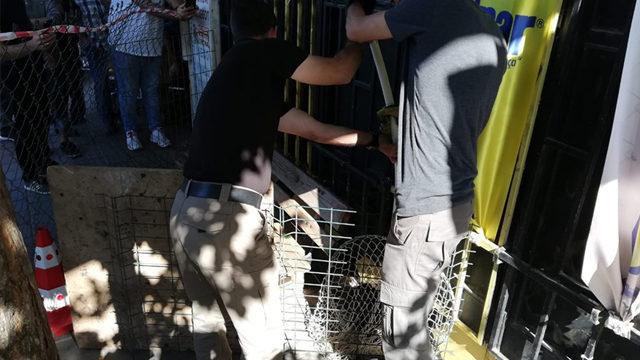 Kırklareli'nde su maymunu bulundu