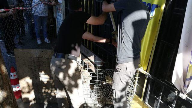 Kırklareli’de su maymunu bulundu