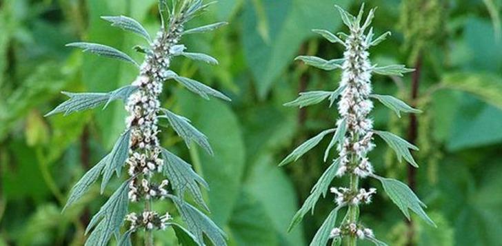 Sigarayı Hemen Bırakmanıza Yardımcı Olacak 10 Bitki G3