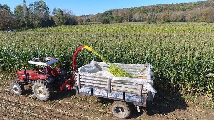 Sinop’ta silajlık mısır hasadına başlandı G1