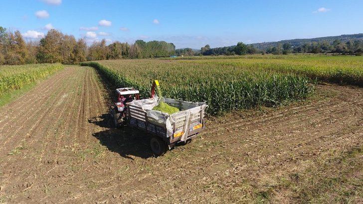 Sinop’ta silajlık mısır hasadına başlandı G2