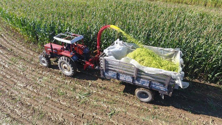 Sinop’ta silajlık mısır hasadına başlandı G3