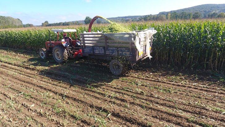 Sinop’ta silajlık mısır hasadına başlandı G4