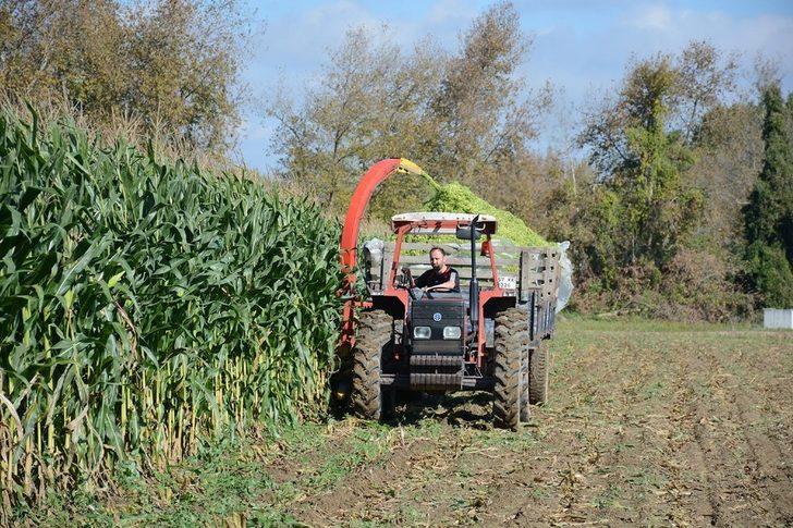 Sinop’ta silajlık mısır hasadına başlandı G5
