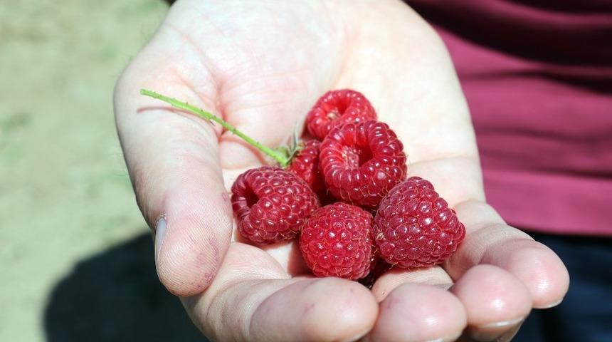 Ahududu kalitesi B&uuml;y&uuml;kşehir&rsquo;le artıyor