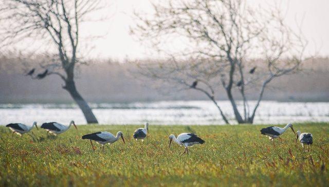 (Özel) 1747 kilometre uzakta halkasından kimliği belli oldu