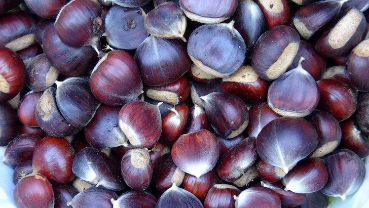 Kaz Dağı kestanesi, bölge halkının gelir kaynağı oldu! Kilosu 10 lira G3