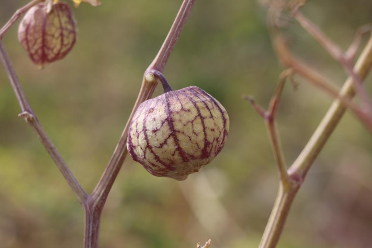 Mor &ccedil;ilek nedir, mor &ccedil;ilek kansere iyi geliyor mu?