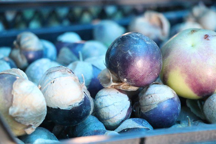 Mor çilek nedir, mor çilek kansere iyi geliyor mu? G2