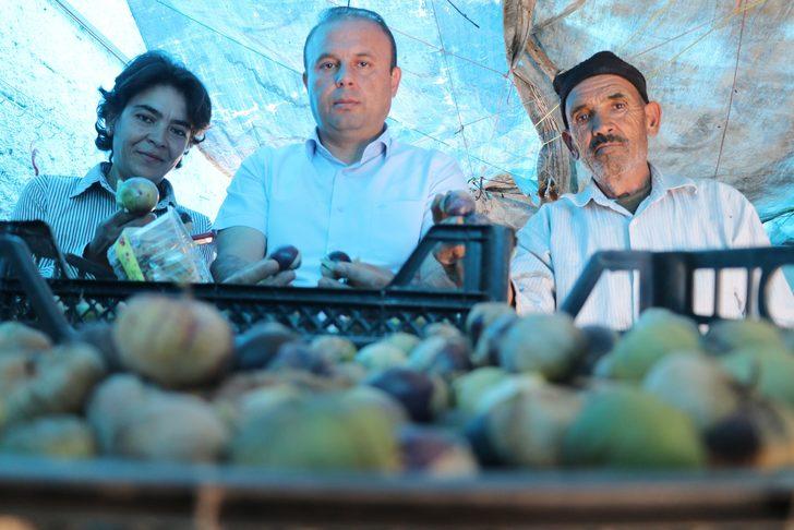 Mor çilek nedir, mor çilek kansere iyi geliyor mu? G3