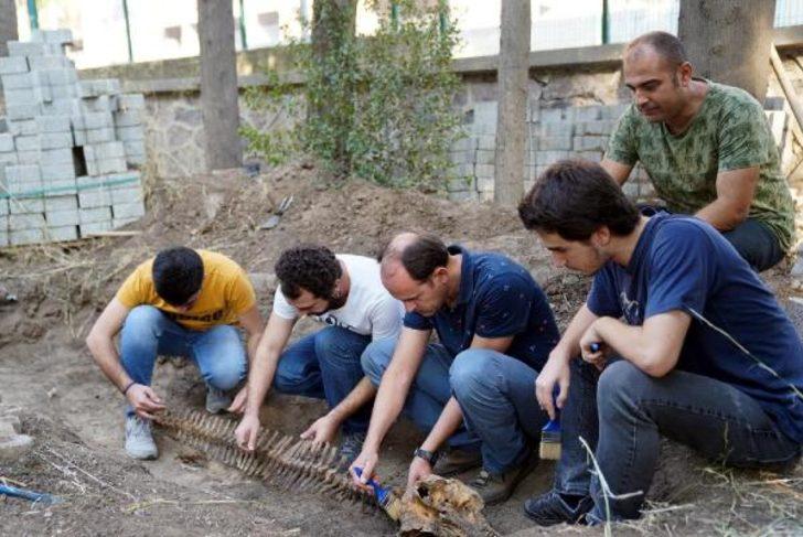 5 yıl önce toprağa gömülen 'şişe burunlu' yunusun iskeleti topraktan çıkarıldı G1