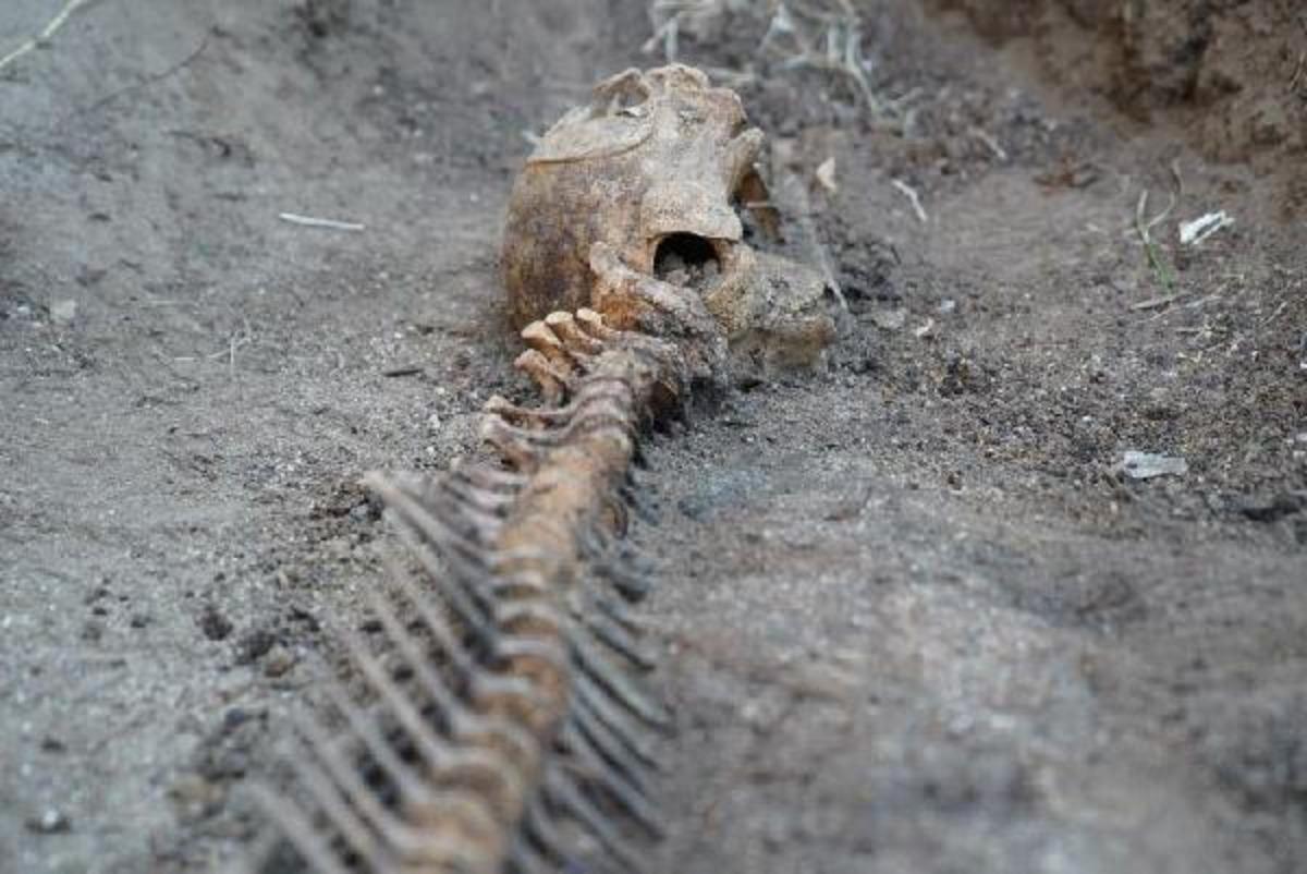 5 yıl &ouml;nce toprağa g&ouml;m&uuml;len 'şişe burunlu' yunusun iskeleti topraktan &ccedil;ıkarıldı
