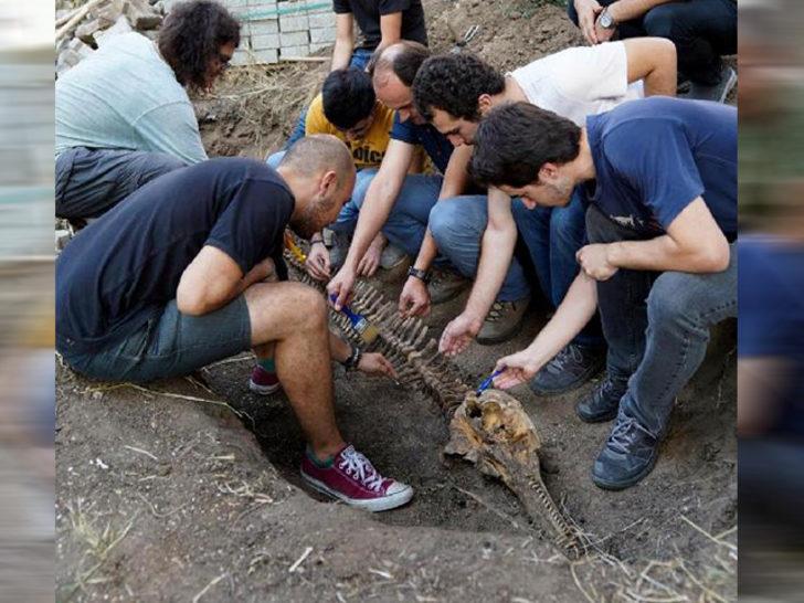 5 yıl önce toprağa gömülen 'şişe burunlu' yunusun iskeleti topraktan çıkarıldı G4