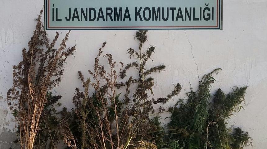 Arpaçay’da kök kenevir ele geçirildi