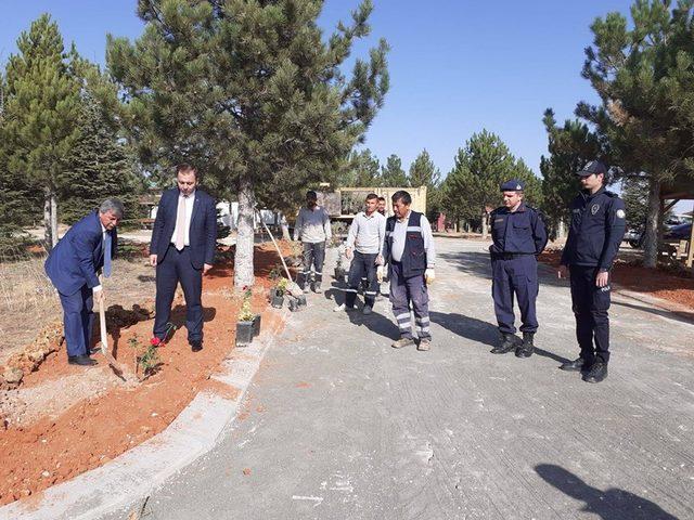 Altıntaş’ta mesire alanına gül