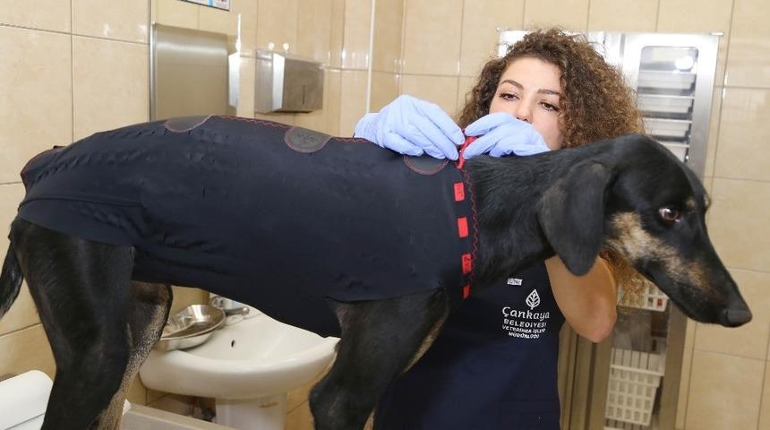 Çankaya’dan sokak hayvanlarına güvenli tedavi