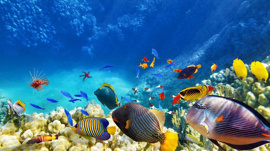 Dünyanın su altı harikaları