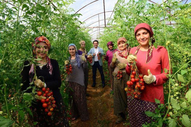 Antalya’da güz dönemi domates hasadı başladı