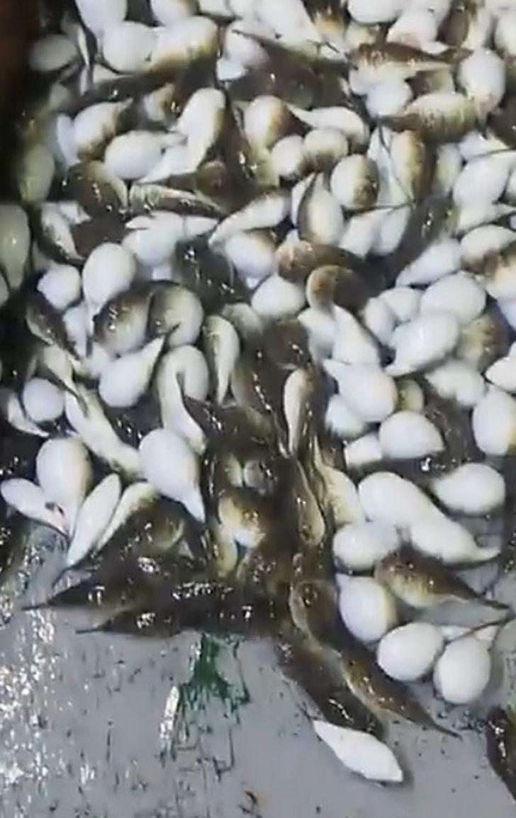 Yüzlercesi ağa takıldı! 'Akdeniz için felaket!' G2