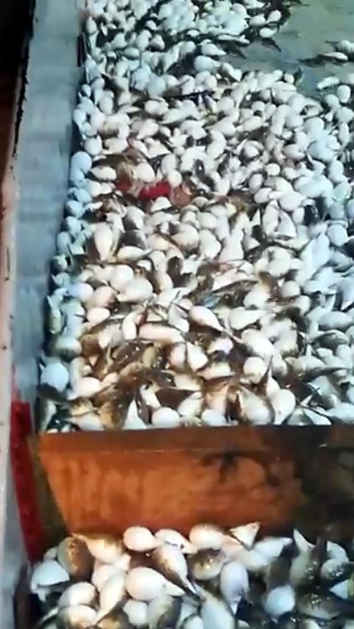 Yüzlercesi ağa takıldı! 'Akdeniz için felaket!' G3