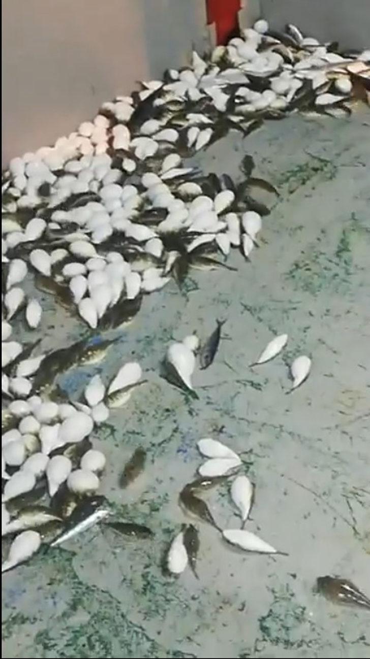 Yüzlercesi ağa takıldı! 'Akdeniz için felaket!' G4