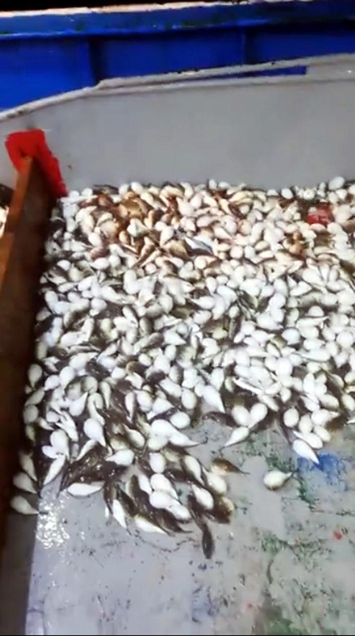 Yüzlercesi ağa takıldı! 'Akdeniz için felaket!' G5