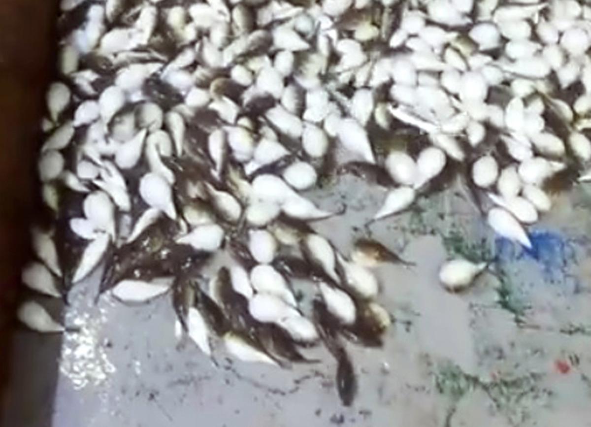 Balık&ccedil;ıların korkulu r&uuml;yası! Y&uuml;zlerce balon balığı ağa takıldı