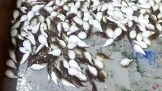 Balıkçıların korkulu rüyası! Yüzlerce balon balığı ağa takıldı