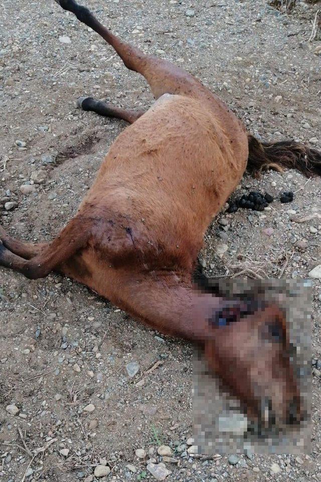 Marmaris'te 3 at tüfekle öldürüldü