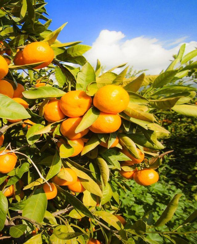 Satsuma mandalinanın ihracat yolculuğu 18 Ekim’de başlıyor