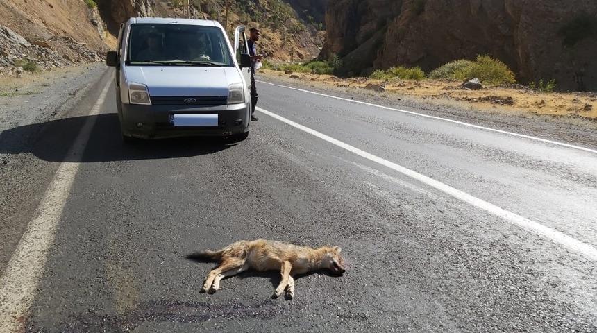 Aracın &ccedil;arptığı tilki telef oldu