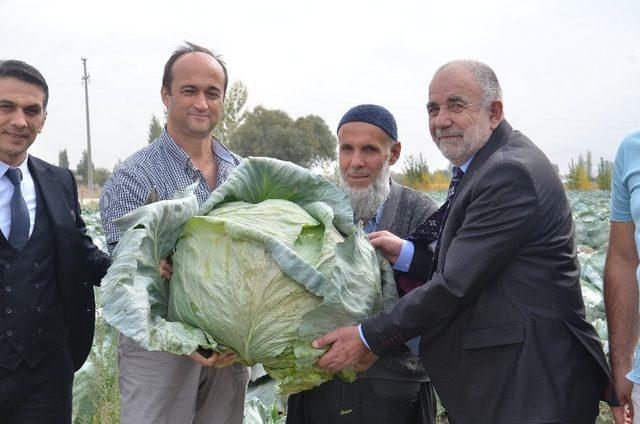 Elbistan lahanasına 