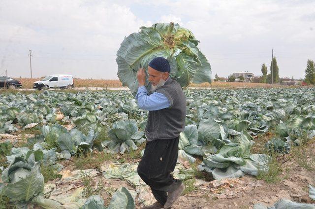 Elbistan lahanasına 