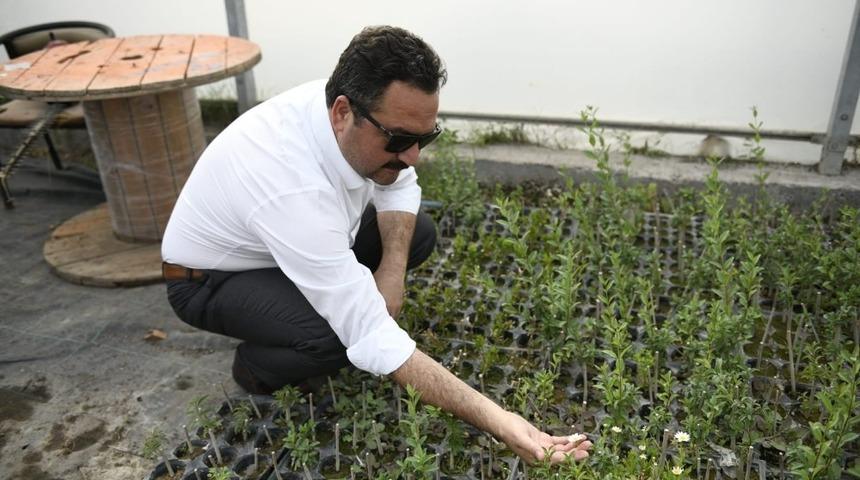 Elbistan’da lavanta vadisi oluşturuluyor