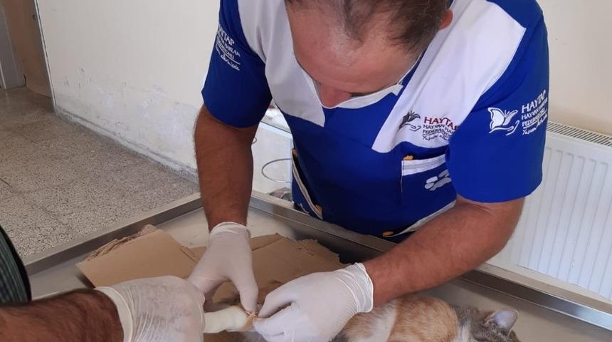 Hakkarili hayvan sever kızlardan örnek davranış