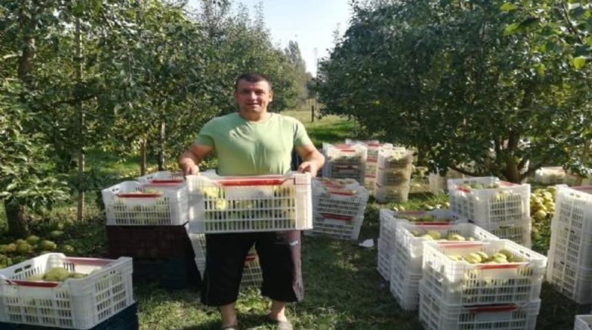 &Ccedil;aycuma&rsquo;da deveci armudunda hasat başladı