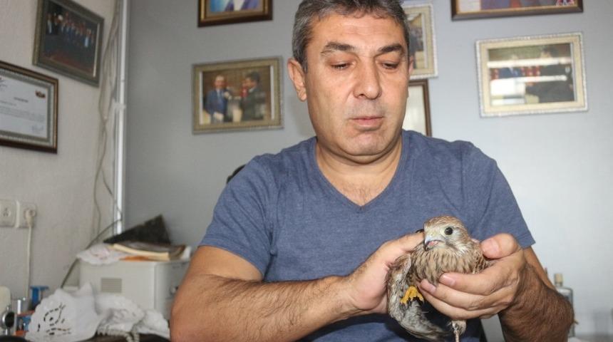 Yaralı Şahin&rsquo;i tedavisi i&ccedil;in yetkililere teslim etti