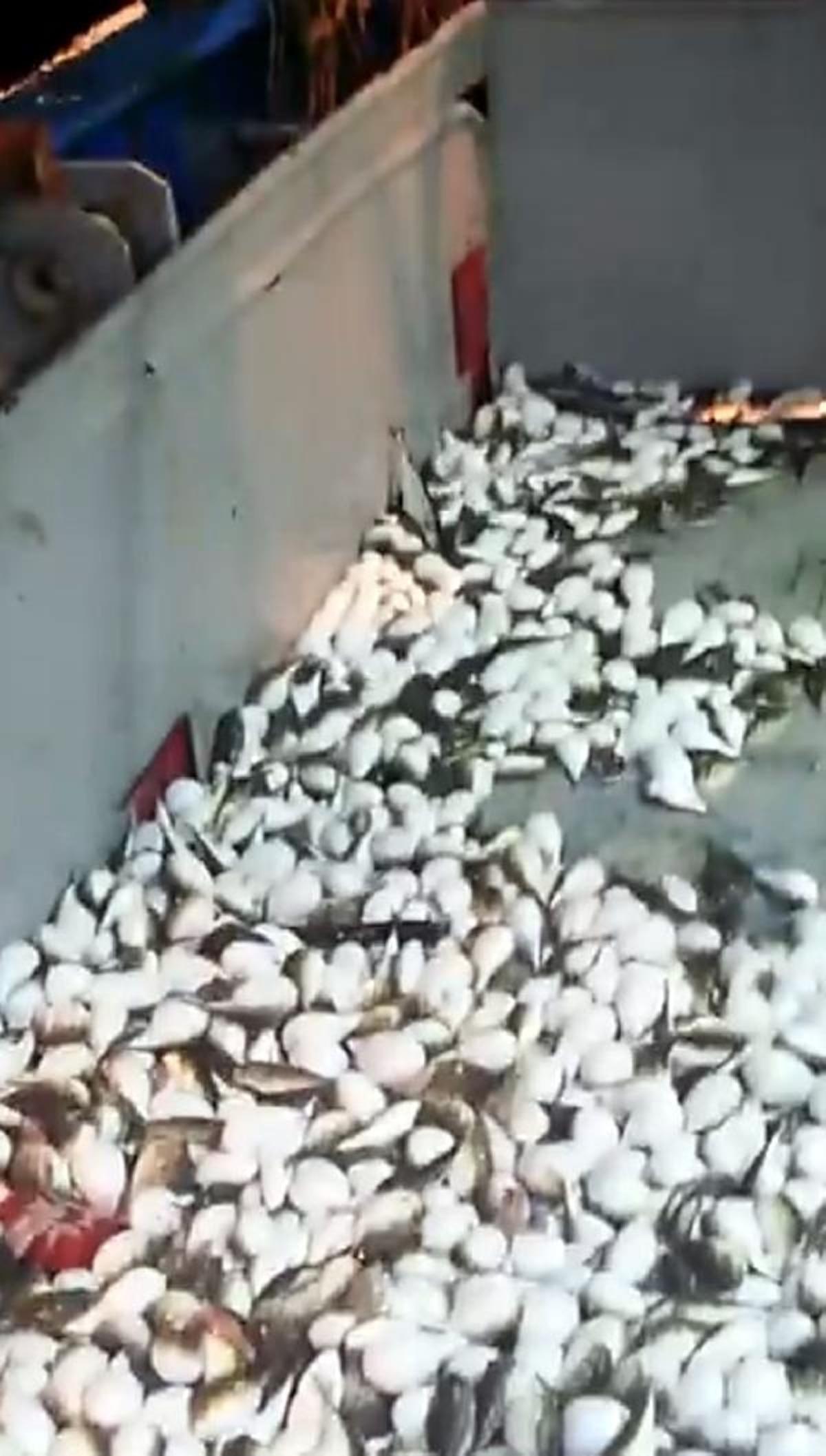 Y&uuml;zlercesi ağa takıldı! 'Akdeniz i&ccedil;in felaket!'